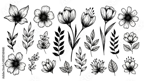 Elegant Botanical Hand-Drawn Flowers and Leaves, Black and White Sketch