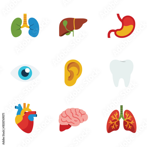Human organs illustration pack, heart brain lungs liver eye ear tooth icons, anatomy education theme, colorful flat vector design set