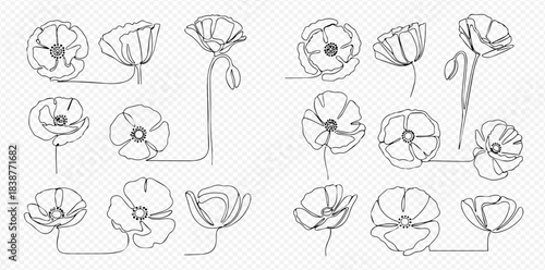 Continuous line art drawing of poppy flowers in various stages of bloom, minimalist floral design elements.