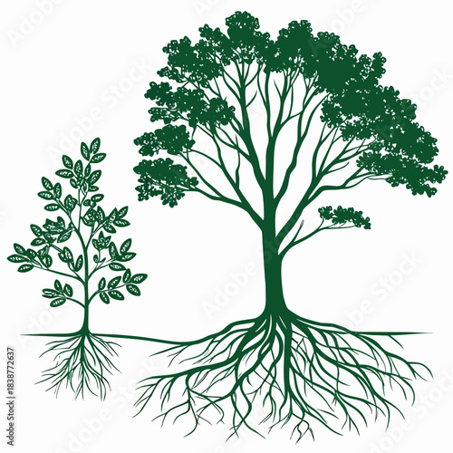 Vector Illustration of Tree Growth Stages