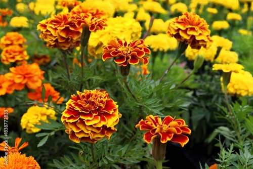 Sparky French Marigold flowers in a garden