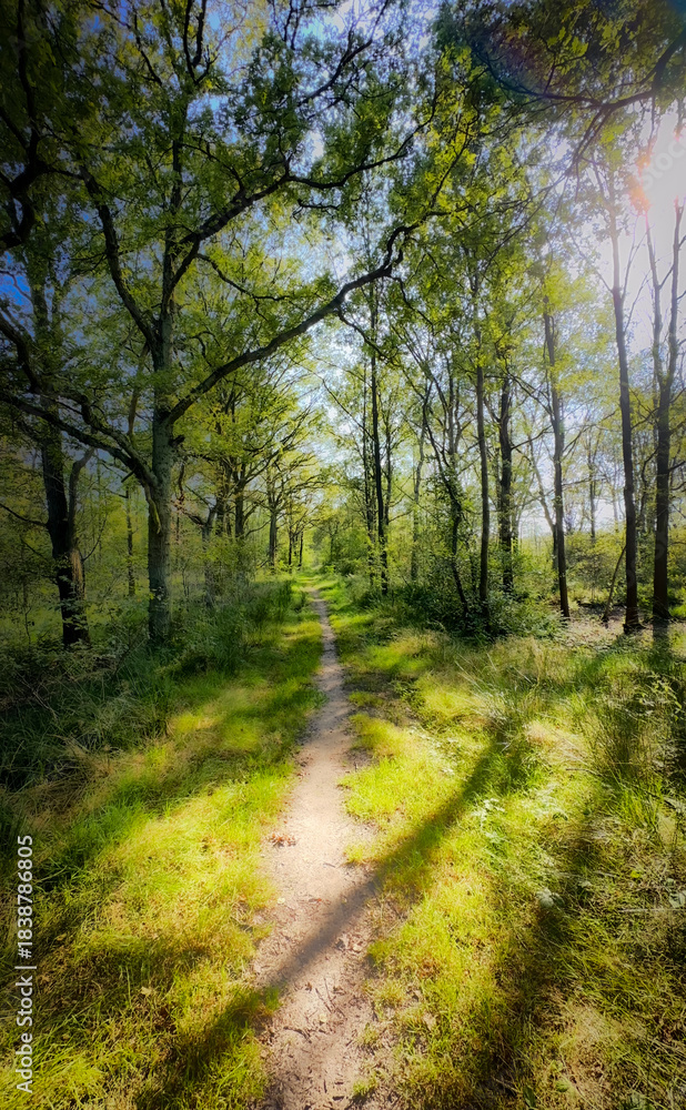 Fototapeta premium A peaceful and tranquil forest pathway, bathed in warm sunlight, surrounded by lush greenery and tall, majestic trees
