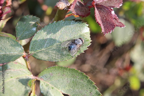 Calliphora vomitoria, Chrysomya megacephala or the blue bottle fly sitting on Rose green leaves