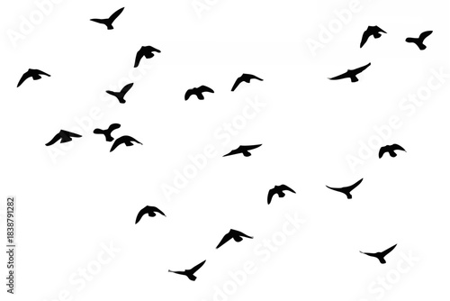 Silhouette of a flock of bird...