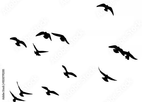 Silhouette of a flock of bird...