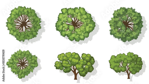 Detailed vector renderings of natural trees from overhead and profile angles ideal for site plans