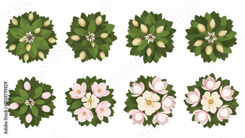 Overhead view illustration of blooming floral stages, from buds to full blossoms, showcasing plant