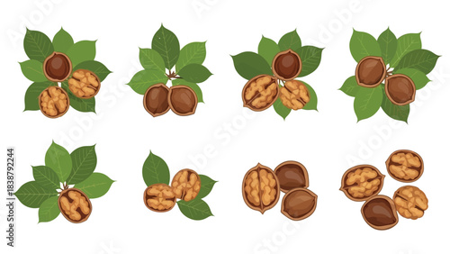 Diverse artistic walnut composition featuring shelled and unshelled nuts alongside verdant leaves