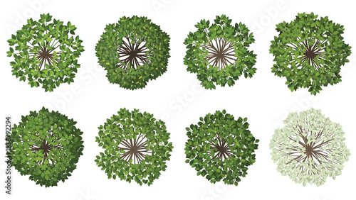Collection of top-down tree vectors for diverse landscape architectural planning and natural