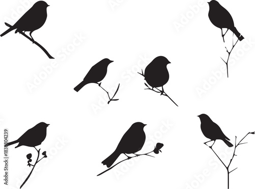 Black silhouette Sparrow Birds sitting on branches 