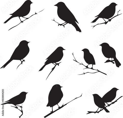 Black silhouette Sparrow Birds sitting on branches 