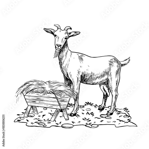 A goat standing in profile and eating hay outdoors. A black and white vector illustration drawn by hand. Perfect for dairy farms or agricultural projects. Also suitable for labels, packaging, banners.