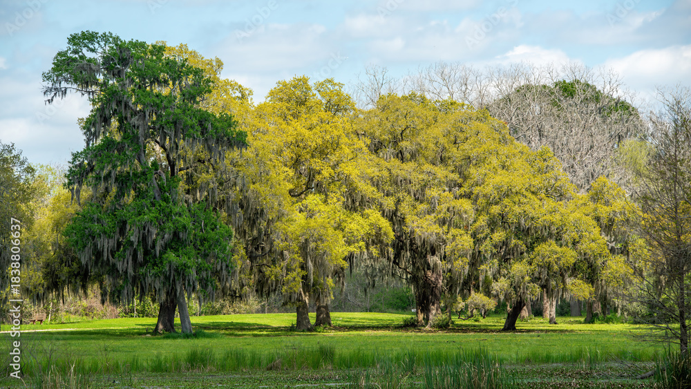 Fototapeta premium Brazos Bend State Park in Texas