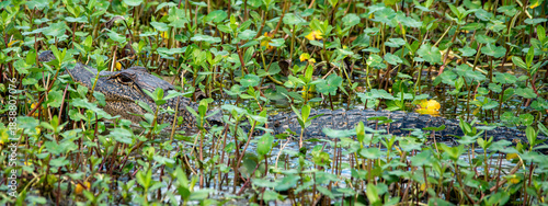 An American Alligator at Brazos Bend State Park in Texas