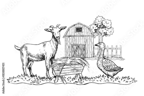 A goat standing in profile eating hay, with a goose next to it. Black and white vector illustration drawn by hand. An agricultural yard. Perfect for farms or agriculture. For packaging, and banners.