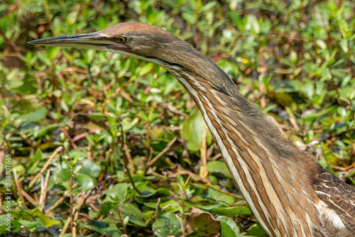 An American Bittern wading through the water