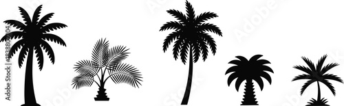 Palm tree silhouette illustration set featuring tropical coconut and date palms black and white nature vector icons collection