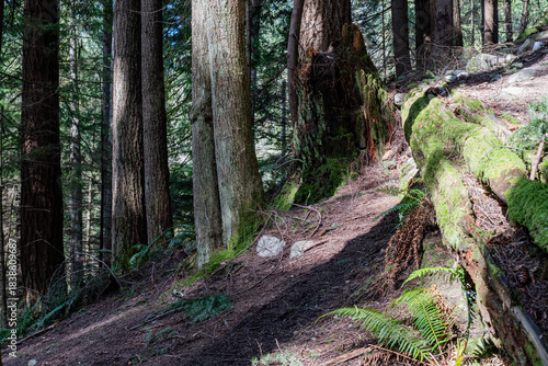 green forest of coniferous trees on a warm sunny spring day