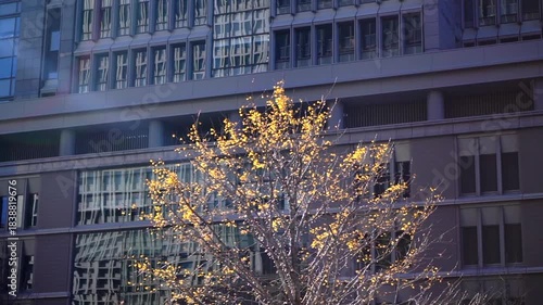 Golden Autumn tree in sunlight with urban city building background nature and city combination beauty