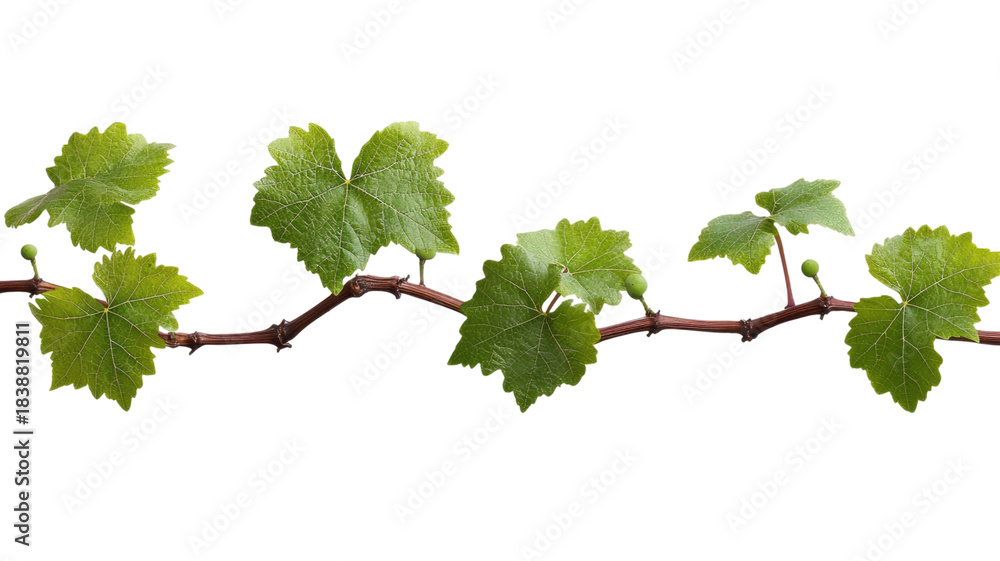 Fototapeta premium Fresh grape vine lush green climbing stem with detailed leaves and tendrils isolated on white background