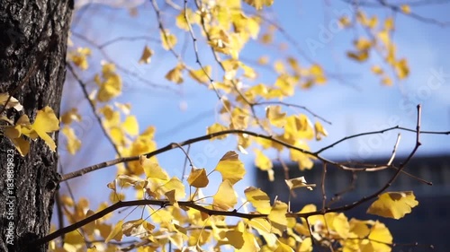 Yellow golden close up shot of Ginko tree autumn gold leaves city background