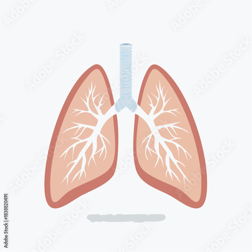 Human Lungs Illustration with Trachea and Bronchial Tree on White Background.