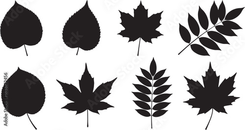 Silhouettes of various leaves against a white background illustrating botanical diversity and natural forms