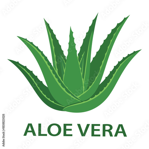 Aloe vera plant illustration for natural beauty and health care products, traditional medicine, and skincare relief