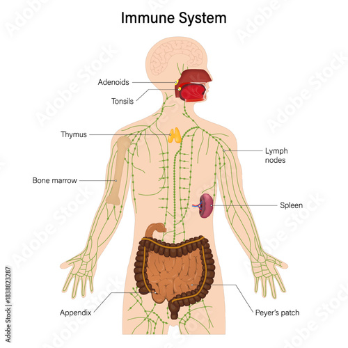 Immune system. Internal organs of Lymphatic system.  Human anatomy.