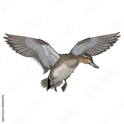 Flying female mallard duck vector illustration on white