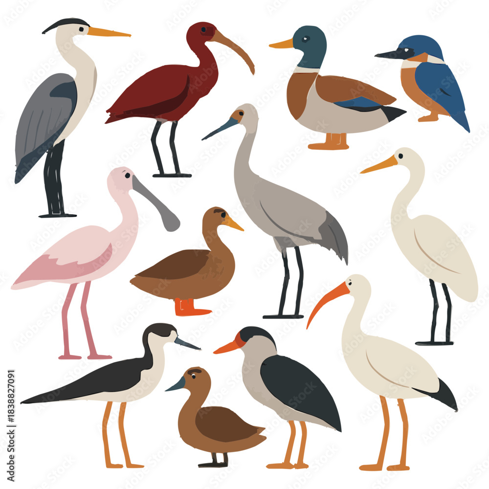 Fototapeta premium Wetland Birds Species Diversity Flat Vector Set