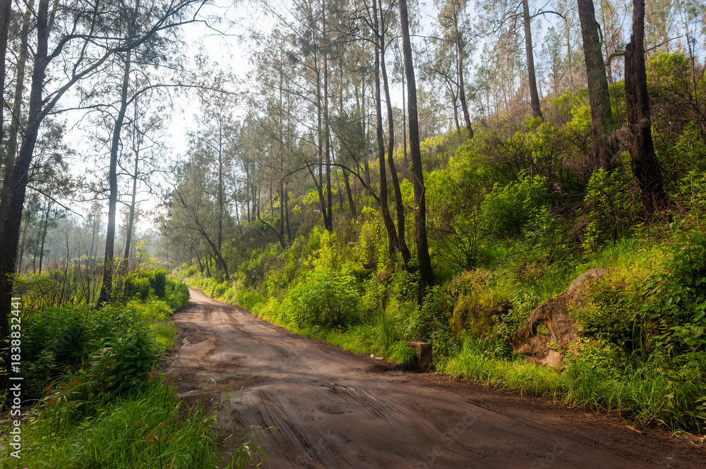 Naklejka premium Scenic mountain stream flowing through a lush green forest with tall trees.