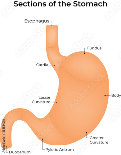 Human Stomach Anatomy with Labeled Sections Vector Illustration