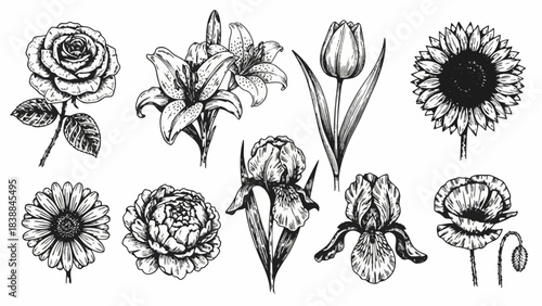 Exquisite hand-drawn botanical illustration set featuring diverse blooming flowers including roses, lilies, tulips, sunflowers, irises, and poppies in a detailed vintage engraving style