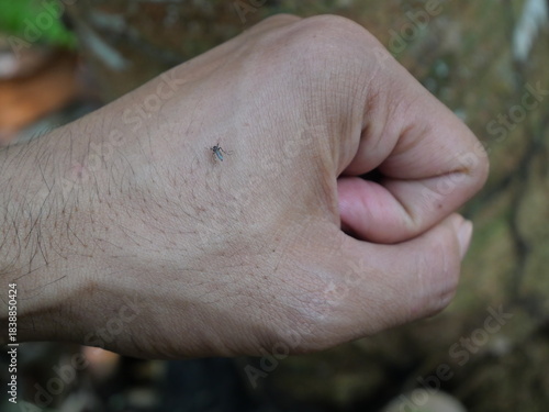 Schilderij op canvas A mosquito bites human skin, drawing blood while spreading irritation, disease risk, and discomfort silently