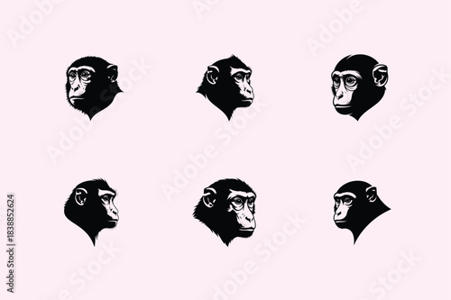Evolution of primates illustrated with six distinct monkey head silhouettes against a pink background