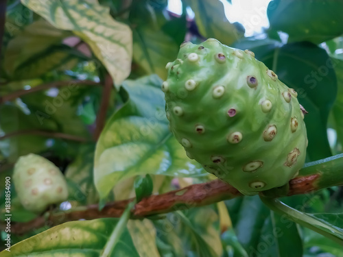 Fresh Green Noni Fruit on Branch with Tropical Leaves in Natural Garden Close-Up