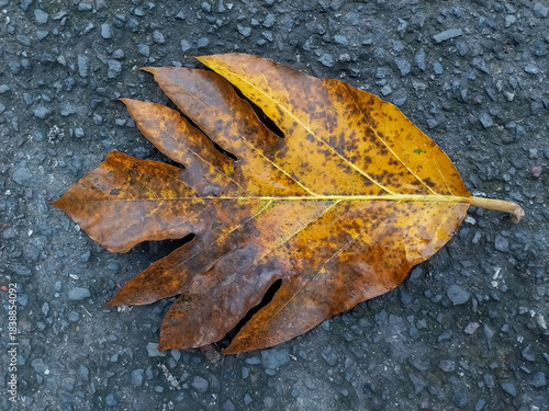 Weathered Yellow-Brown Leaf on Rough Asphalt Surface in Close Detail