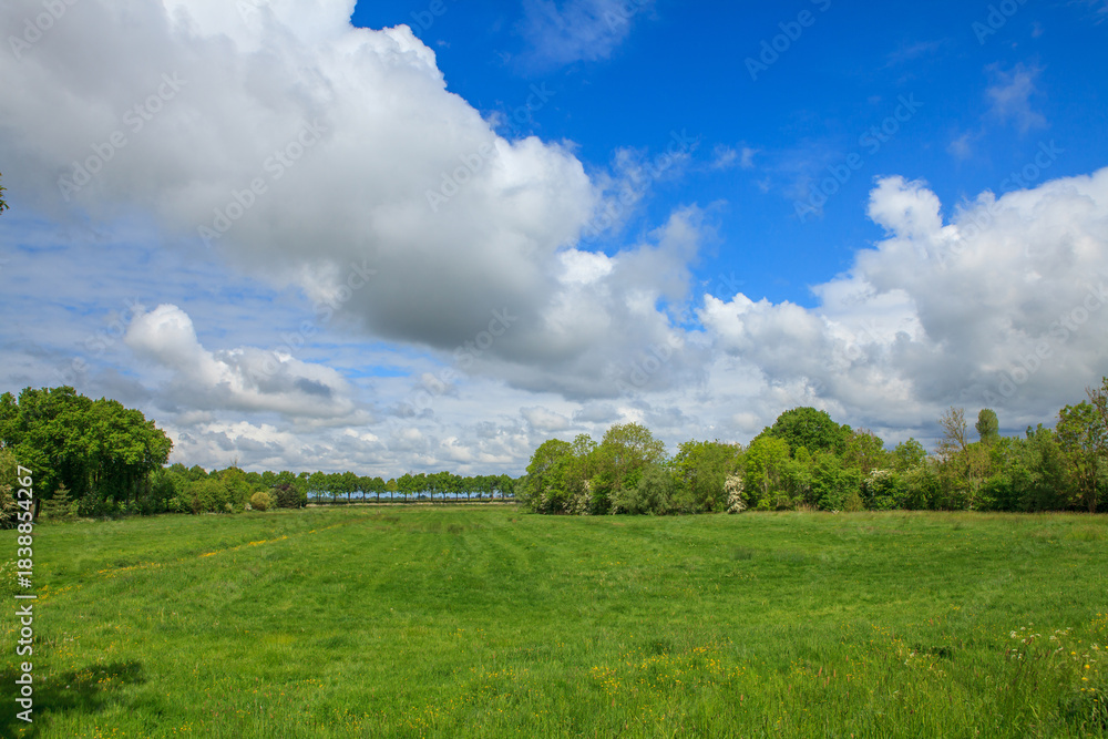 Fototapeta premium Green fields and trees in Dutch countryside
