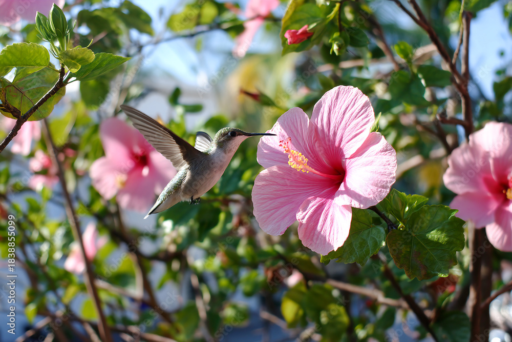 Naklejka premium Hummingbird hovering by pink hibiscus flower in bright garden setting Generative AI