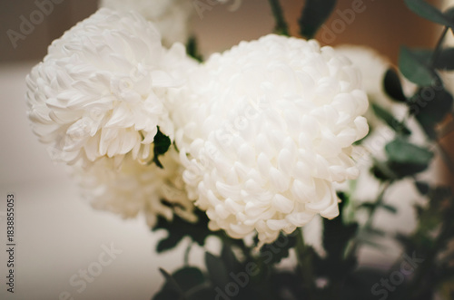A bouquet of white chrysanthemums sits on a table in the living room as a decorative element. Close-up, selective focus.