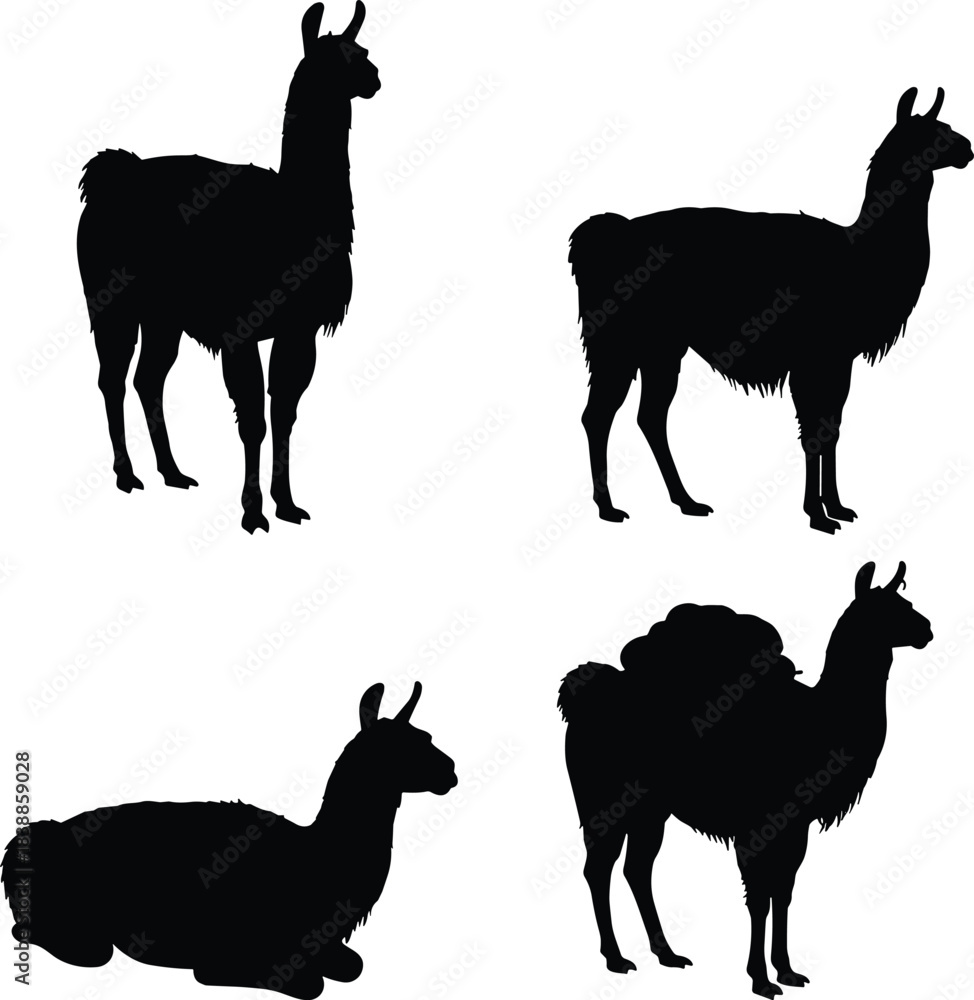 Obraz premium Llama silhouette vector, standing sitting loaded poses, wild livestock clipart, black animal graphic, isolated peaceful posture design
