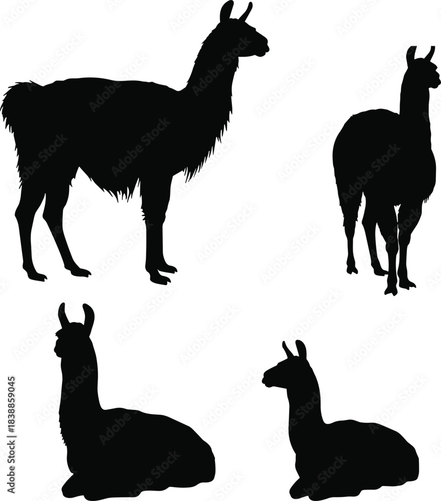 Obraz premium Llama silhouette vector, standing and lying poses, wild animal clipart, black graphic design, isolated livestock icon, peaceful posture
