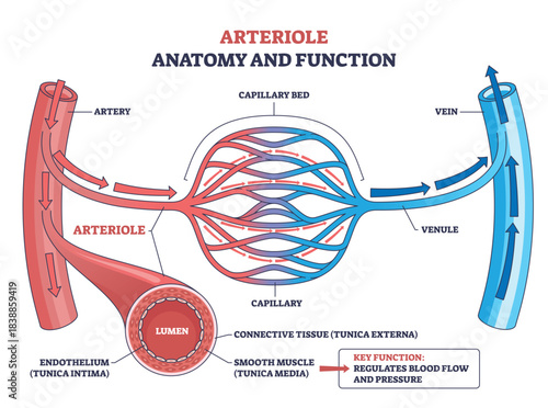 Arteriole anatomy and function shown through microcirculation, arteriole feeds capillary bed to venule, controlling blood flow and pressure. Outline diagram
