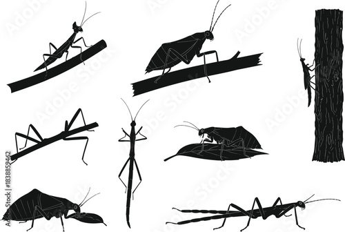 Mantis and stick insect silhouettes in eight poses and interactions, cartoon entomology illustration, insect anatomy concept, nature study theme, white background