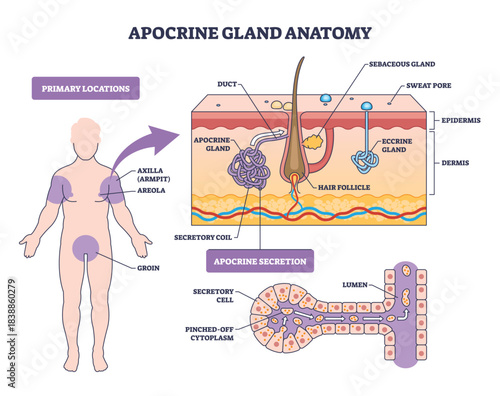 Apocrine gland anatomy depicts sweat gland structure and secretion, highlighting apocrine coil, hair follicle, and eccrine gland while mapping skin layers and key body sites. Outline diagram