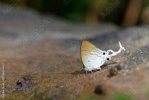 Butterfly feeding on ground at Pang Sida National Park Thailand