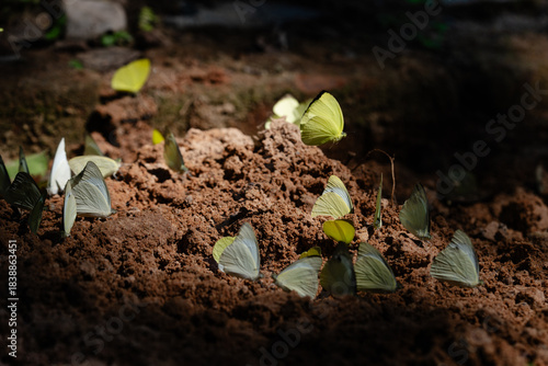 Butterfly feeding on ground at Pang Sida National Park Thailand