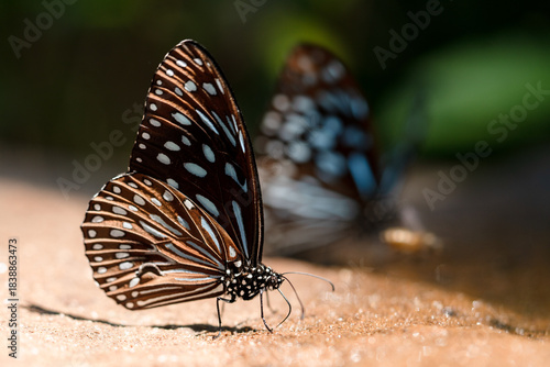 Butterfly feeding on ground at Pang Sida National Park Thailand