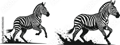 Running zebra silhouette, black and white vector, dust splash motion, wild animal speed, nature power, striped body, energetic pose, freedom